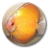 Golden Marlboro Discus Fish - 2 inch